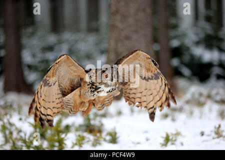 Uhu, Erwachsener, Zdarske Vrchy, Böhmisch-Mährische Höhe, Tschechische Republik, (Bubo bubo) Stockfoto