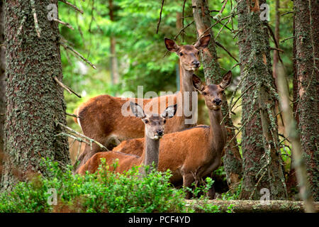 Red Deer (Cervus elaphus) Stockfoto