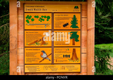 Watzlik-Hain Urwald, Bayerischer Wald Stockfoto