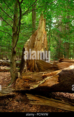 Watzlik-Hain Urwald, Bayerischer Wald Stockfoto