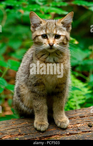 Europäische Wildkatze, Junge, (Felis silvestris) Stockfoto