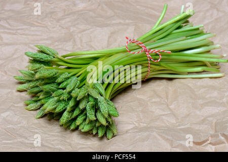 Pyrenaen-Milchstern, Ornithogalum pyrenaicum, Wildspargel, Preussischer Spargel Stockfoto