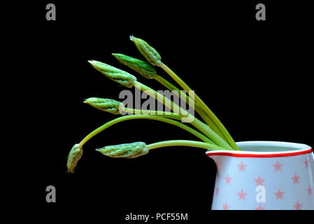 Pyrenaen-Milchstern, Ornithogalum pyrenaicum, Wildspargel, Preussischer Spargel Stockfoto