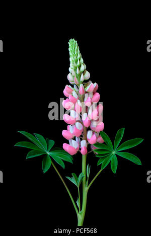 Lupine, Sorte, Lupinus polyphyllus Schlossfrau Stockfoto