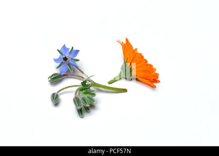 Und Borretschblueten Ringelblumenblueten, Gemeine Ringelblume, Calendula officinalis, Borretsch, Borago officinalis Stockfoto