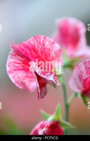 Duftwicke, Sorte Janey, Lathyrus Odoratus Stockfoto