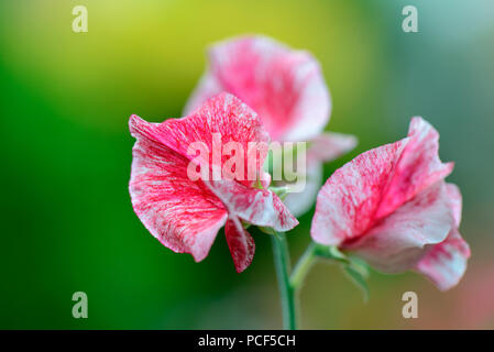 Duftwicke, Sorte Janey, Lathyrus Odoratus Stockfoto