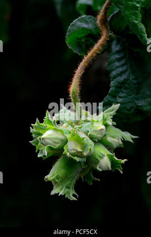 Corylus avellana contorta Korkenzieherhasel, Haselnuss, Stockfoto