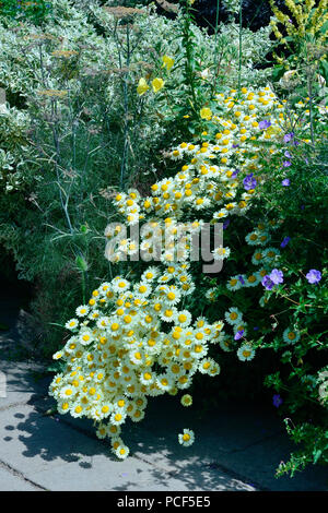 Blumenbeet mit Margeriten, Leucanthemum vulgare Stockfoto