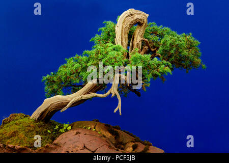 Igel-Wacholder, Juniperus rigida, Ca. 1940 Stockfoto