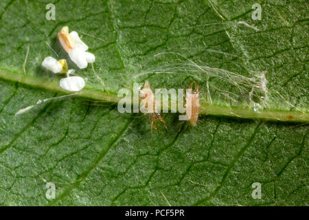 Florfliegen, Larven, Eier, (Chrysopidae) Stockfoto