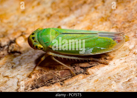 Grüne leafhopper, (Cicadella viridis, Tettigella viridis) Stockfoto