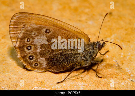 Chestnut Heide Motte (Coenonympha Glycerion) Stockfoto