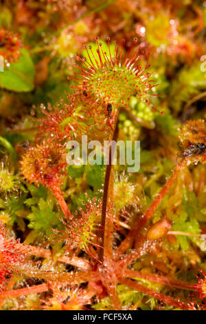 Runde-leaved Sonnentau, Sippenauer Moor, Bayern, Deutschland, (Drosera rotundifolia) Stockfoto