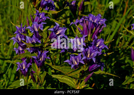 Willow Enzian, Sippenauer Moor, Bayern, Deutschland, (Gentiana asclepiadea) Stockfoto