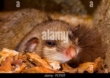 Genießbare Siebenschläfer, junge in Vogel Nistkasten, (Glis Glis) Stockfoto