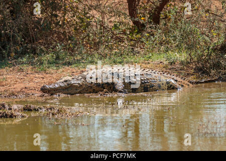 Nilkrokodil (Crocodylus niloticus) liegen am Ufer, erindi Wildlife Sanctuary, Namibia Stockfoto