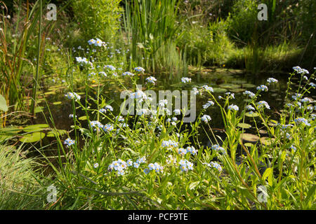 Sumpf-vergissmeinnicht, Myosotis scorpioides, Rn Teichpflanzen Gartenteich, Sussex, UK, Juni Stockfoto