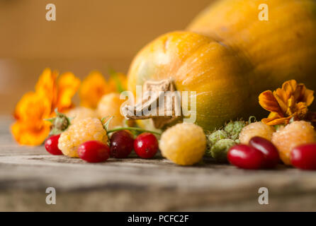 Bunte Herbst Dekoration Kürbisse, gelbe Himbeeren, Hartriegel und Ringelblume. Thanksgiving Day herbstliche noch leben. Herbst Natur Ernte Dekoration Stockfoto