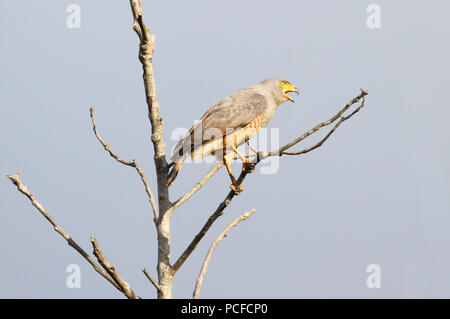 Am Straßenrand Hawk (Rupornis magnirostris) auf einem Baum gehockt Stockfoto