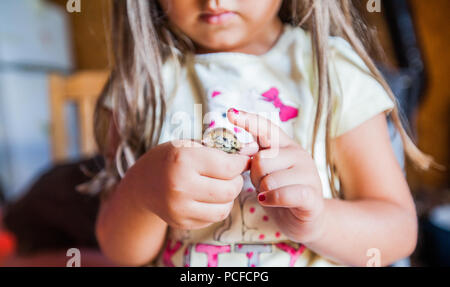 Kleines Mädchen hält in den Händen Baby Wachtel auf Geflügel Farm Stockfoto