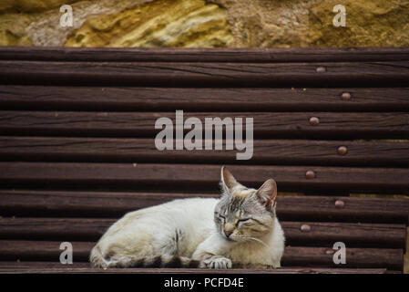 Streunende Katze auf einer Bank Stockfoto