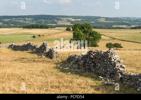 Eine Trockenmauer über einem Feld in der Grafschaft Derbyshire Peak District National Park in England, Großbritannien. Stockfoto