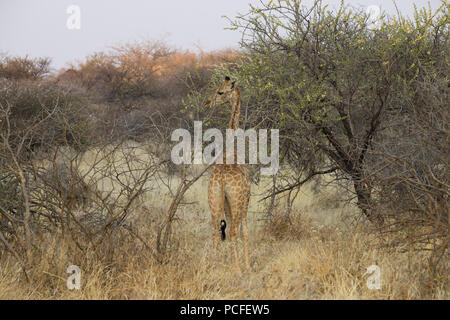 Ein kleiner Junge Giraffe (Giraffa Camelopardalis), gegen einen Baum in der Afrikanischen Savanne in Erindi Game Reserve, Namibia Stockfoto