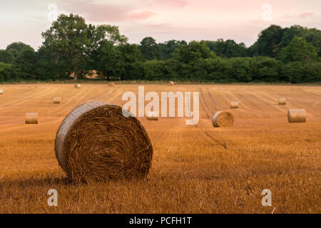 Round hay bales at sunset on farmland in West Sussex, UK, after a prolonged period of dry hot weather creating an early harvest. Stockfoto