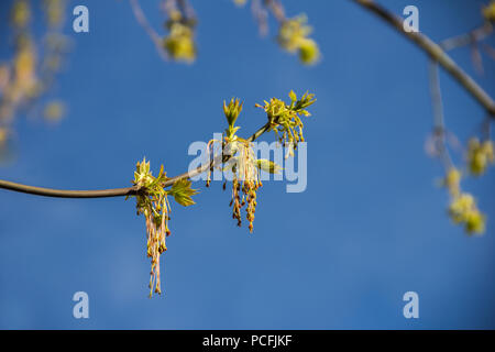 Frühling erblühen Der ash-leaved Ahorn, Acer freemanii x, in der Nähe Schuß gegen verschwommene Äste und Himmel Hintergrund Stockfoto