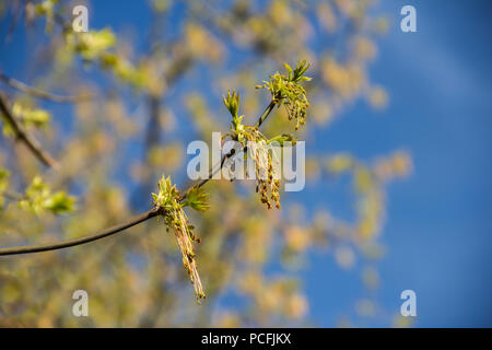 Frühling erblühen Der ash-leaved Ahorn, Acer freemanii x, in der Nähe Schuß gegen verschwommene Äste und Himmel Hintergrund Stockfoto