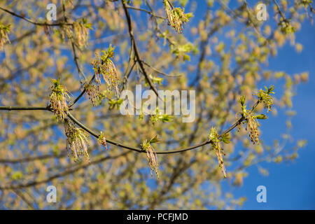 Frühling erblühen Der ash-leaved Ahorn, Acer freemanii x, in der Nähe Schuß gegen verschwommene Äste und Himmel Hintergrund Stockfoto