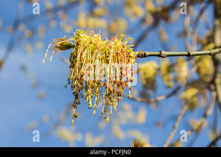 Frühling erblühen Der ash-leaved Ahorn, Acer freemanii x, in der Nähe Schuß gegen verschwommene Äste und Himmel Hintergrund Stockfoto