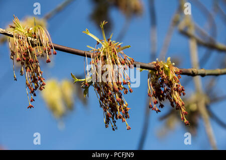 Frühling erblühen Der ash-leaved Ahorn, Acer freemanii x, in der Nähe Schuß gegen verschwommene Äste und Himmel Hintergrund Stockfoto