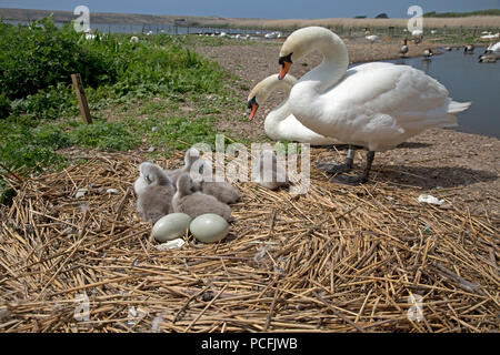 Paar Höckerschwäne Cygnus olor im Nest Abbotsbury Swannery Dorset Stockfoto