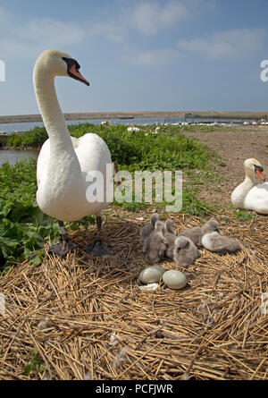 Paar Höckerschwäne Cygnus olor im Nest Abbotsbury Swannery Dorset Stockfoto