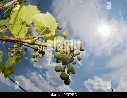 Hildesheim, Deutschland. Juli 31, 2018. 31.07.2018, Deutschland, Hildehseim: Trauben wachsen im Weinberg im Garten des Magdalenenkloster. Der Weinberg mit 99 Reben wurde 1995 gepflanzt. Im sonnigen Jahr, das kleine Wein Kloster erwartet einen Ertrag von 200 Flaschen. Credit: Julian Stratenschulte/dpa/Alamy leben Nachrichten Stockfoto