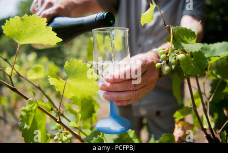 Hildesheim, Deutschland. Juli 31, 2018. 31.07.2018, Deutschland, Hildehseim: ein Winzer aus der Hildesheimer Wein Kloster gießen Jahrgangswein 2017 in ein Glas im Weinberg im Garten des Magdalen Kloster. Der Weinberg mit 99 Reben wurde 1995 gepflanzt. Im sonnigen Jahr, das kleine Wein Kloster erwartet einen Ertrag von 200 Flaschen. Credit: Julian Stratenschulte/dpa/Alamy leben Nachrichten Stockfoto