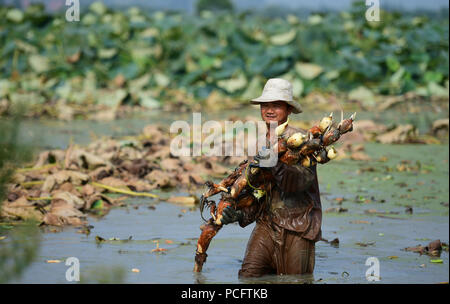 Hefei, Anhui Provinz Chinas. 2 Aug, 2018. Ein Bauer trägt Lotus wurzeln in Fengle Stadt Feixi County in der ostchinesischen Provinz Anhui, Aug 2, 2018. Credit: Xu Yong/Xinhua/Alamy leben Nachrichten Stockfoto