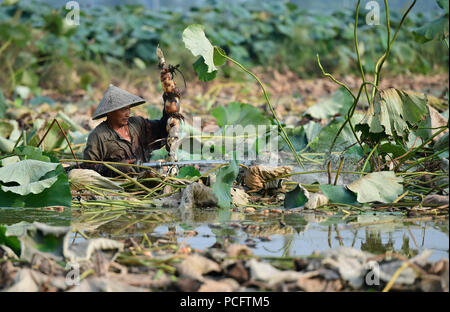 Hefei, Anhui Provinz Chinas. 2 Aug, 2018. Ein Landwirt ausgräbt Lotus wurzeln in Fengle Stadt Feixi County in der ostchinesischen Provinz Anhui, Aug 2, 2018. Credit: Xu Yong/Xinhua/Alamy leben Nachrichten Stockfoto