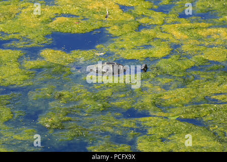St James's Park, London, UK, 2. August 2018. Eine Schildkröte kühlt ab, in der die grüne Algen, die sich in den Teichen und Seen über die Hauptstadt wegen der Hitze. Touristen und Wildlife suchen Atempause von den heißen Temperaturen in London in der Nähe des Teiches im St James's Park entfernt. Credit: Imageplotter Nachrichten und Sport/Alamy leben Nachrichten Stockfoto
