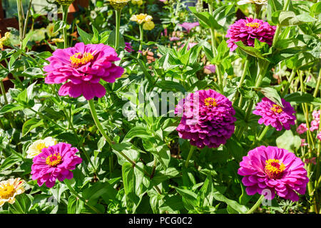 Hucknall, Nottinghamshire, UK: 02. August 2018. Forecaster ist zu sagen heißem Wetter für die nächsten Tage zurück. Bunte Sommerblumen an einem heißen Sommertag kontrastierenden gegen blauen Himmel. Zinnia Grenze Blumen. Stockfoto