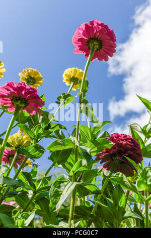 Hucknall, Nottinghamshire, UK: 02. August 2018. Forecaster ist zu sagen heißem Wetter für die nächsten Tage zurück. Bunte Sommerblumen an einem heißen Sommertag kontrastierenden gegen blauen Himmel. Zinnia Grenze Blumen. Stockfoto