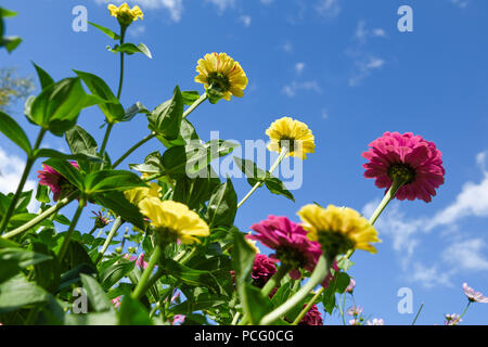 Hucknall, Nottinghamshire, UK: 02. August 2018. Forecaster ist zu sagen heißem Wetter für die nächsten Tage zurück. Bunte Sommerblumen an einem heißen Sommertag kontrastierenden gegen blauen Himmel. Zinnia Grenze Blumen. Stockfoto