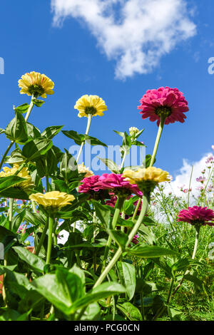 Hucknall, Nottinghamshire, UK: 02. August 2018. Forecaster ist zu sagen heißem Wetter für die nächsten Tage zurück. Bunte Sommerblumen an einem heißen Sommertag kontrastierenden gegen blauen Himmel. Zinnia Grenze Blumen. Stockfoto