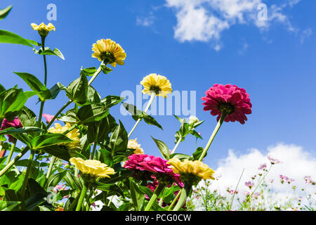 Hucknall, Nottinghamshire, UK: 02. August 2018. Forecaster ist zu sagen heißem Wetter für die nächsten Tage zurück. Bunte Sommerblumen an einem heißen Sommertag kontrastierenden gegen blauen Himmel. Zinnia Grenze Blumen. Stockfoto