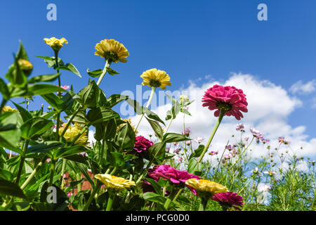 Hucknall, Nottinghamshire, UK: 02. August 2018. Forecaster ist zu sagen heißem Wetter für die nächsten Tage zurück. Bunte Sommerblumen an einem heißen Sommertag kontrastierenden gegen blauen Himmel. Zinnia Grenze Blumen. Stockfoto