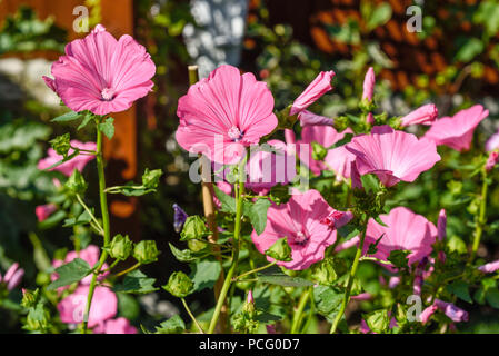 Hucknall, Nottinghamshire, UK: 02. August 2018. Forecaster ist zu sagen heißem Wetter für die nächsten Tage zurück. Bunte Sommerblumen an einem heißen Sommertag kontrastierenden gegen den blauen Himmel. Rosa Lavatera. Stockfoto