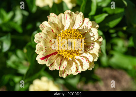 Hucknall, Nottinghamshire, UK: 02. August 2018. Forecaster ist zu sagen heißem Wetter für die nächsten Tage zurück. Bunte Sommerblumen an einem heißen Sommertag kontrastierenden gegen den blauen Himmel. Zinnia Grenze Blumen. Stockfoto