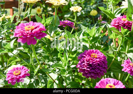 Hucknall, Nottinghamshire, UK: 02. August 2018. Forecaster ist zu sagen heißem Wetter für die nächsten Tage zurück. Bunte Sommerblumen an einem heißen Sommertag kontrastierenden gegen blauen Himmel. Zinnia Grenze Blumen. Stockfoto